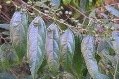 Grewia serrulata